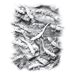 COLORFUL GECKOS 14814SA2.gif